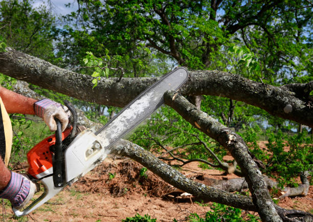 Best Commercial Tree Services  in Heflin, AL